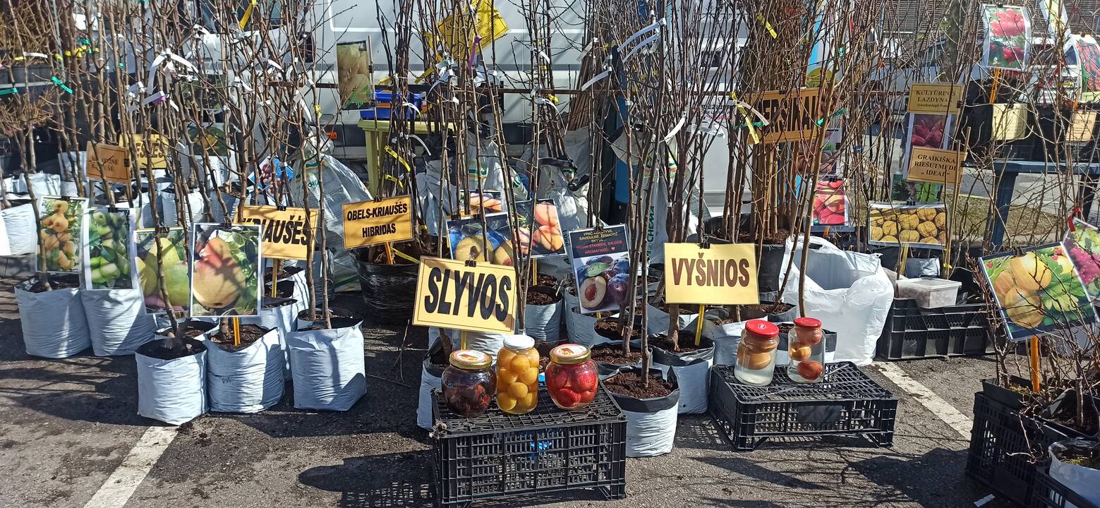 Uostamiestyje – pavasarinės mugės