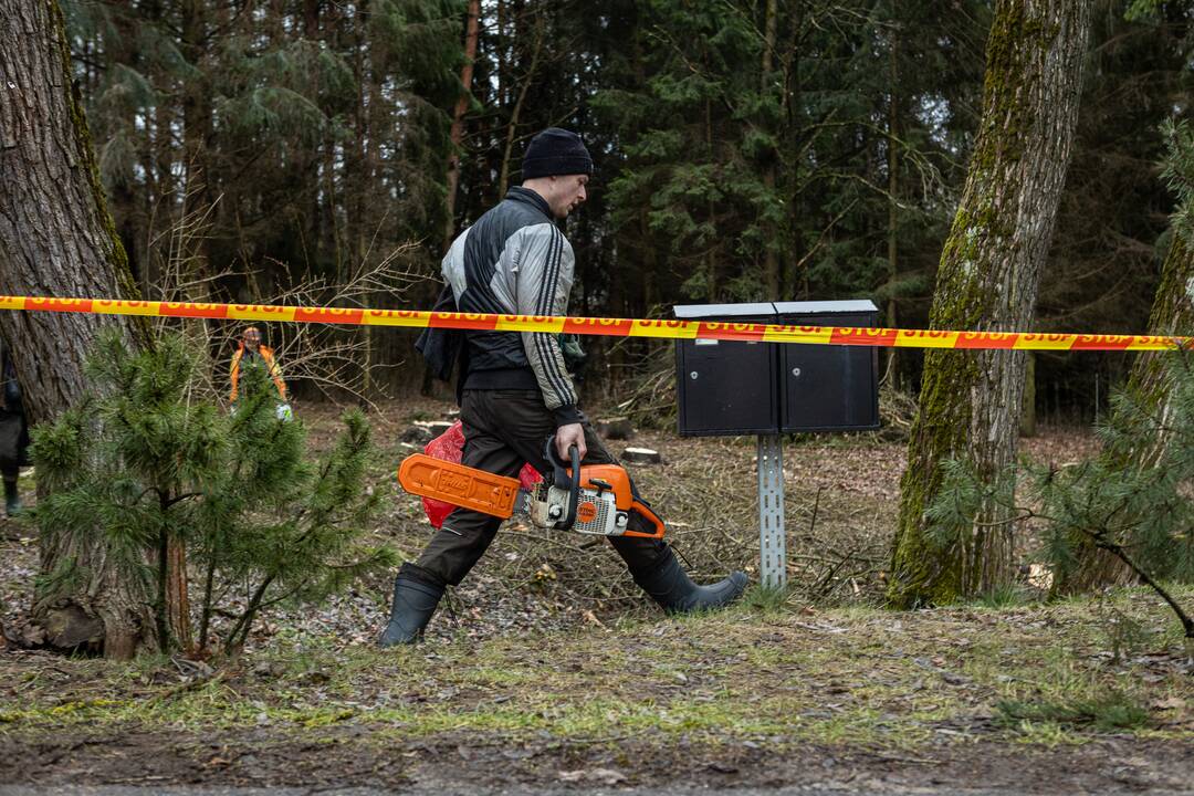 Į Radikius grįžo nelegalūs medžių kirtėjai