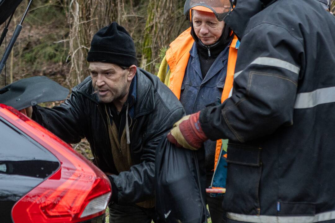 Į Radikius grįžo nelegalūs medžių kirtėjai