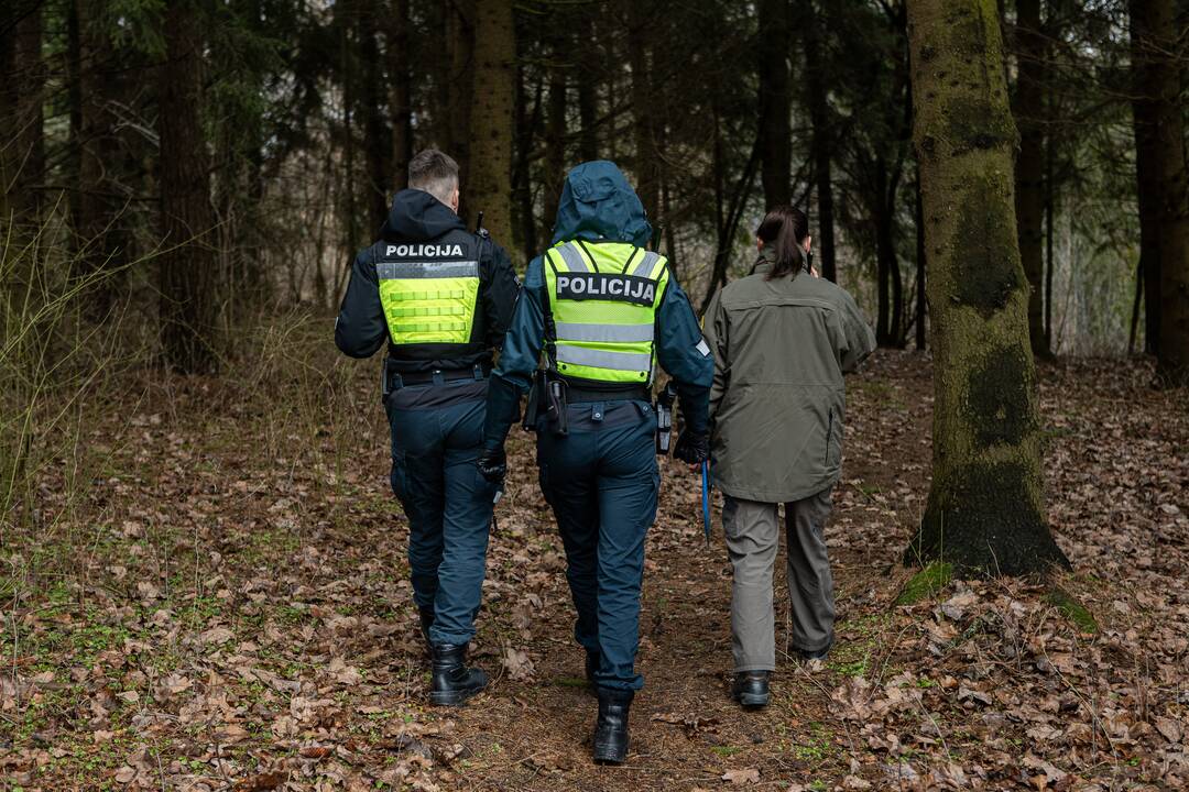 Į Radikius grįžo nelegalūs medžių kirtėjai