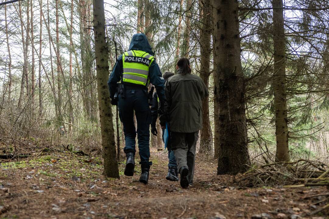 Į Radikius grįžo nelegalūs medžių kirtėjai