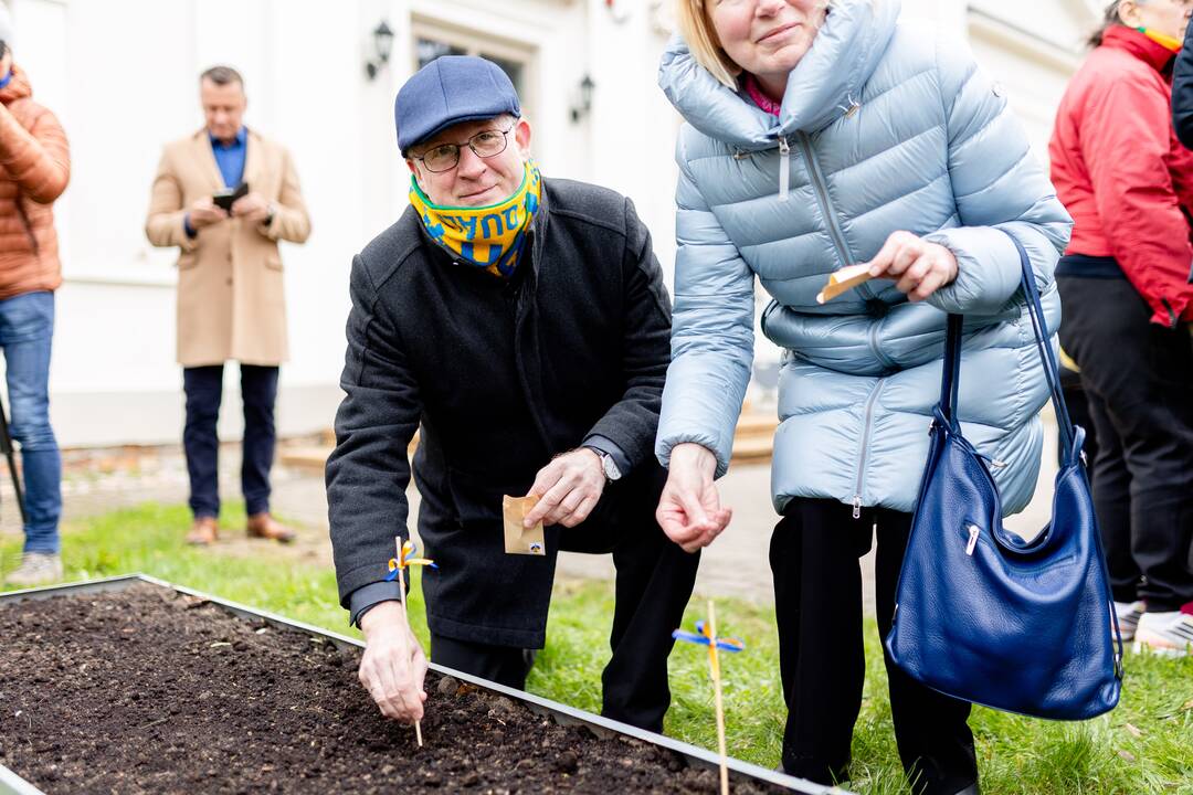 Saulėgrąžų sodinimas Tuskulėnų memoriale