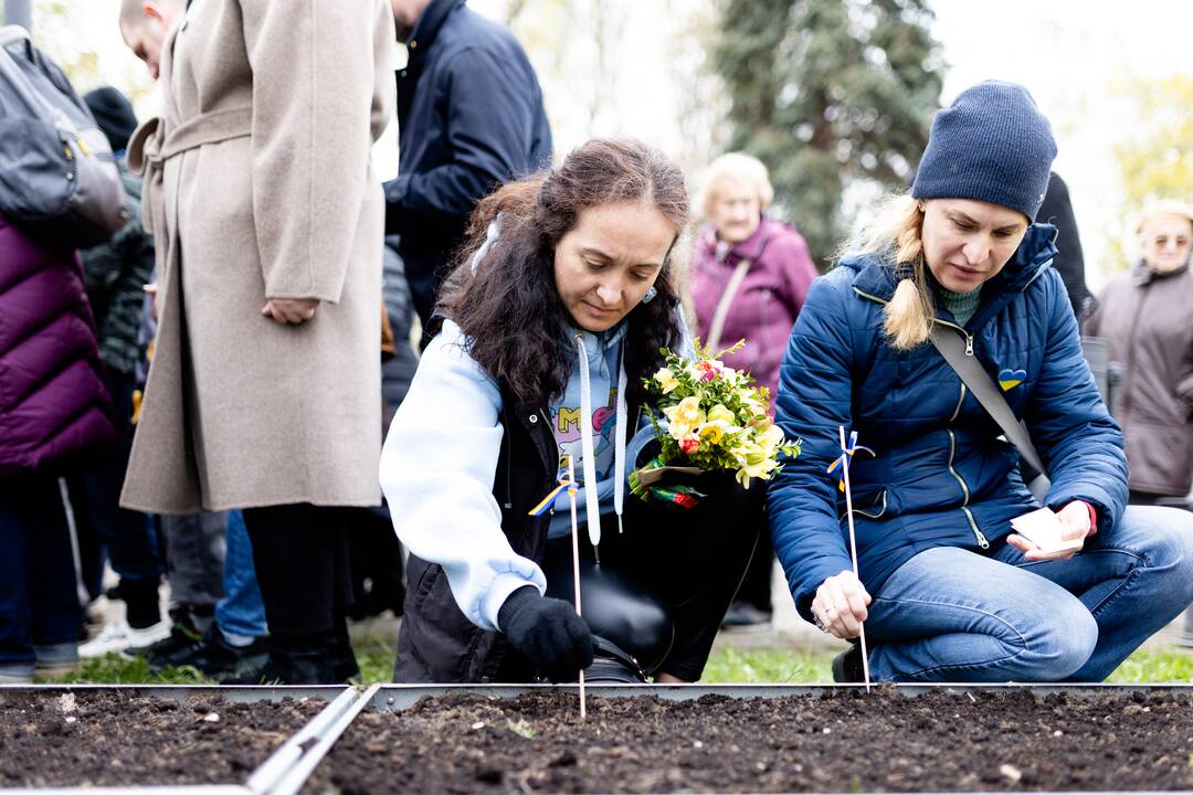 Saulėgrąžų sodinimas Tuskulėnų memoriale