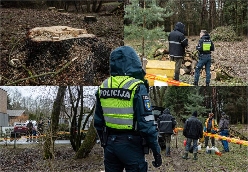 Į Radikius grįžo nelegalūs medžių kirtėjai