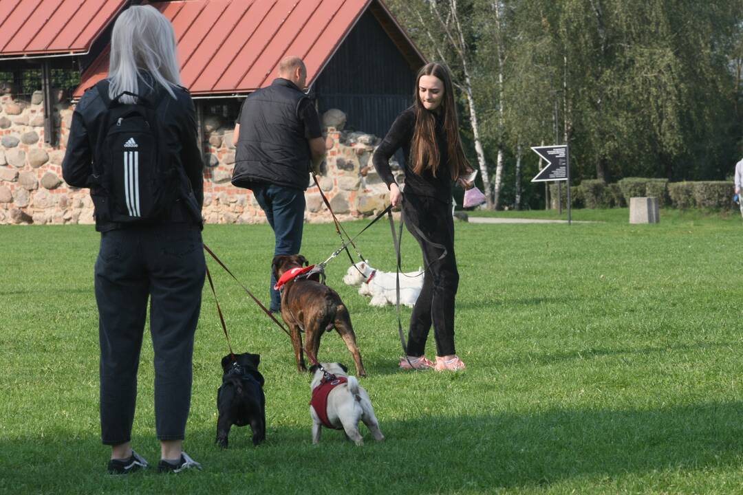 Eitynės už gyvūnus Kaune