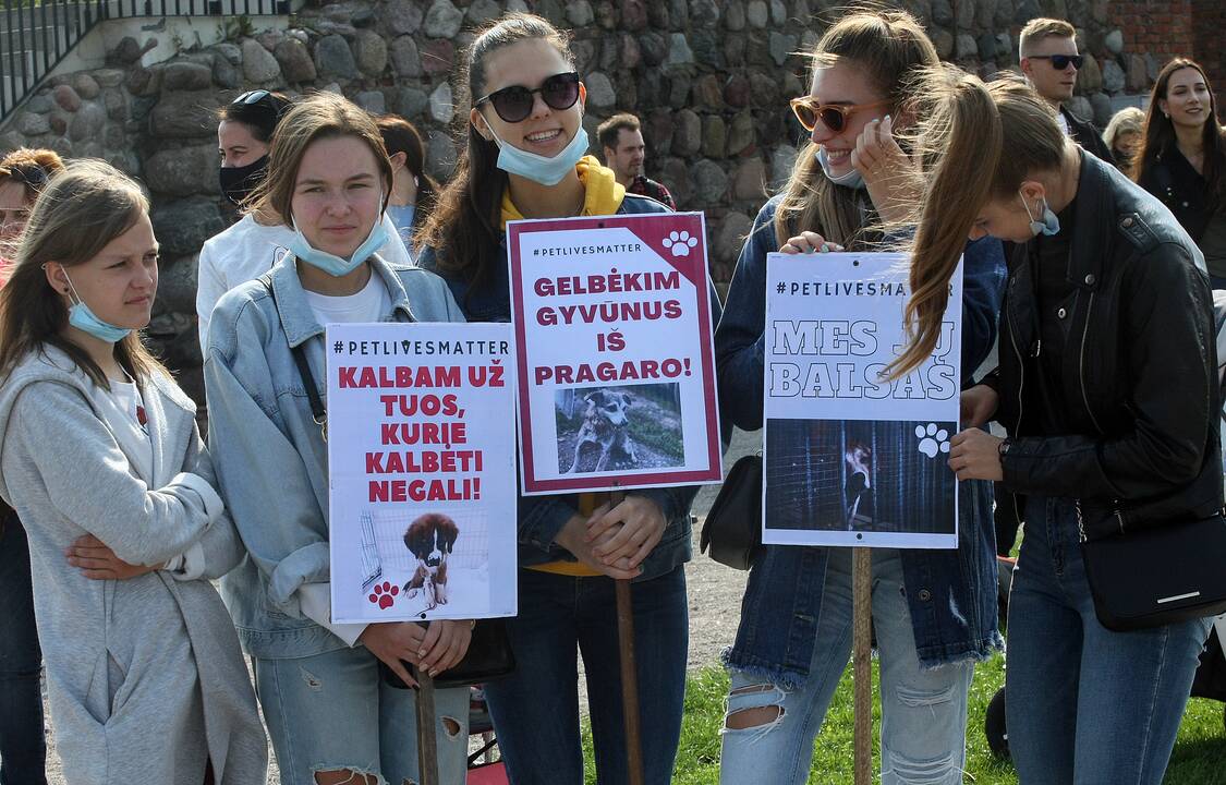 Eitynės už gyvūnus Kaune