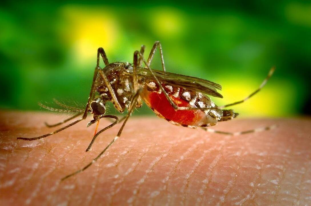 Užtenka žinoti kelis efektyvius būdus ir uodų – kaip nebūta