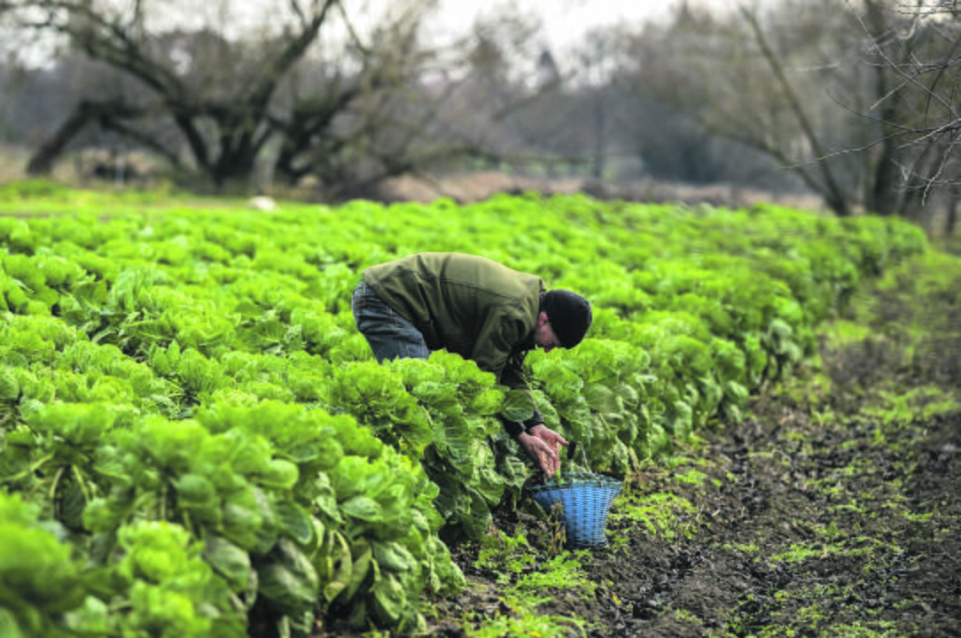 Sutrikimas: dalis Europos ūkininkų piktinasi, nes nesulaukia agronomijos ar mokslinio pagrindimo, kuris leistų suprasti, kodėl nustatyti būtent tokie pesticidų ribojimo tikslai.