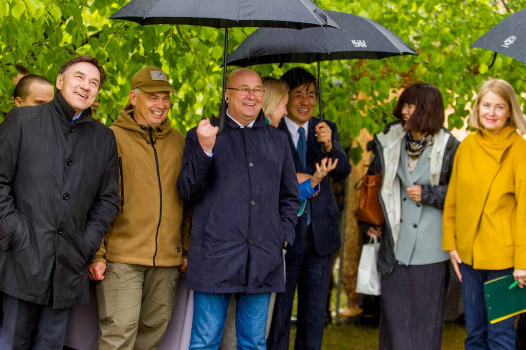 Piknikas Nemuno saloje tarp sakurų