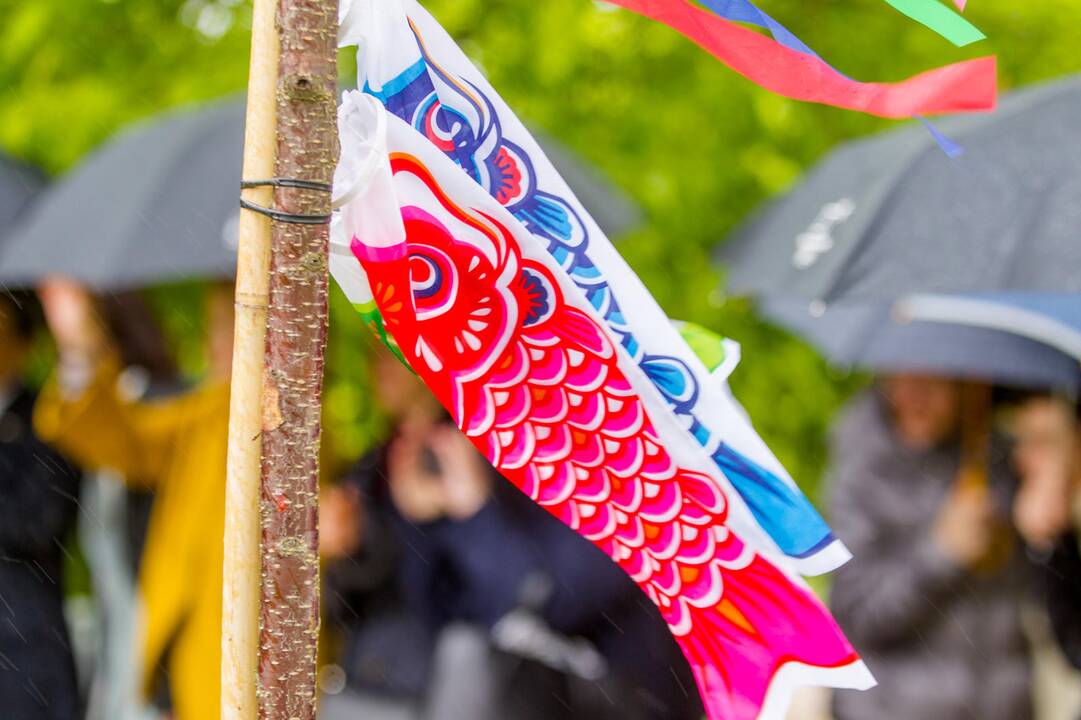 Piknikas Nemuno saloje tarp sakurų