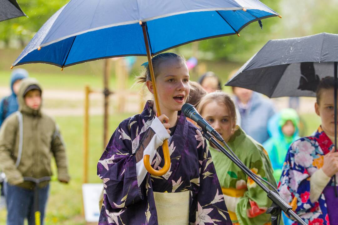 Piknikas Nemuno saloje tarp sakurų