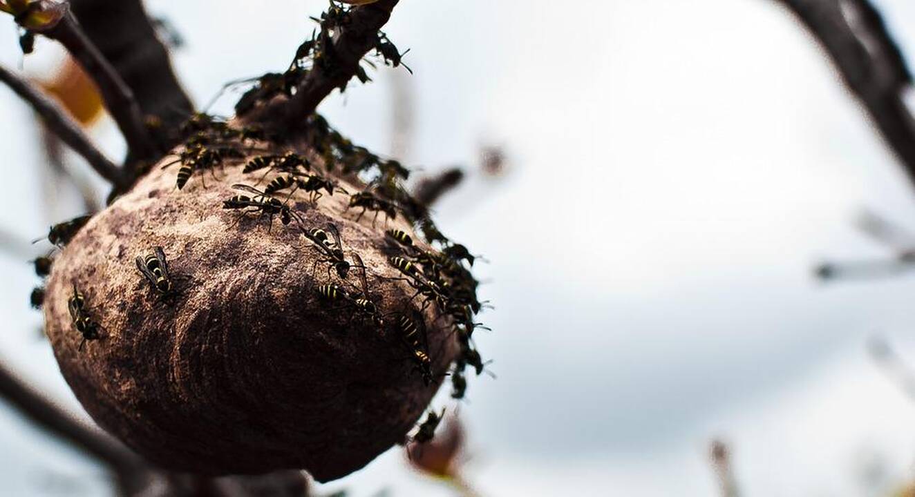 Kada galima kišti nagus prie širšių lizdo? 