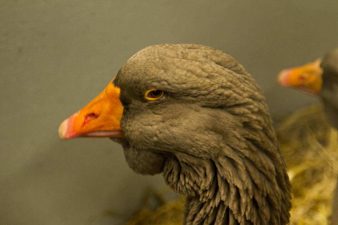 Gyvūnų paroda 2020