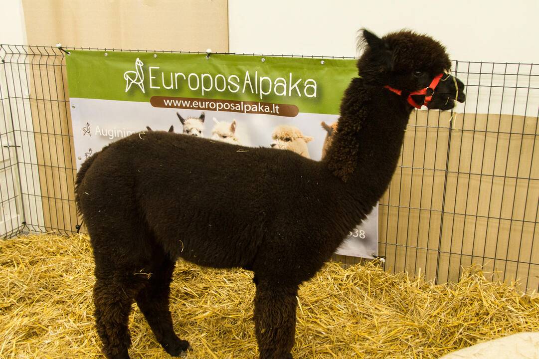 Gyvūnų paroda 2020
