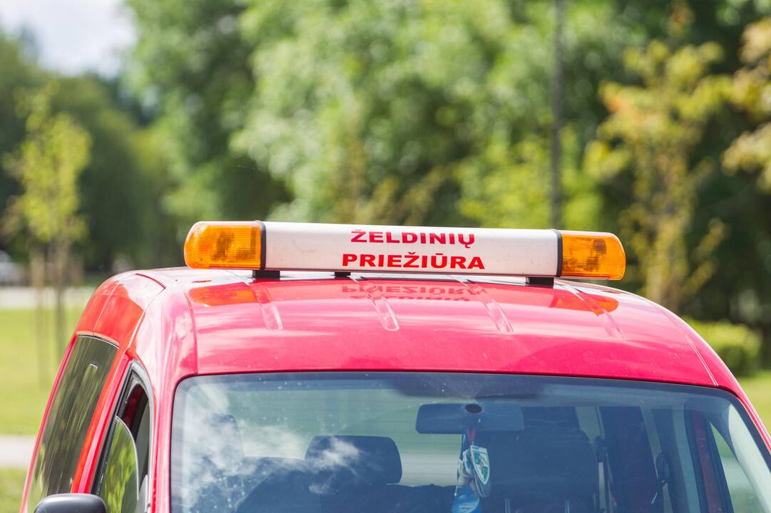 Į Kalniečių parko tvenkinį įleistos žuvys