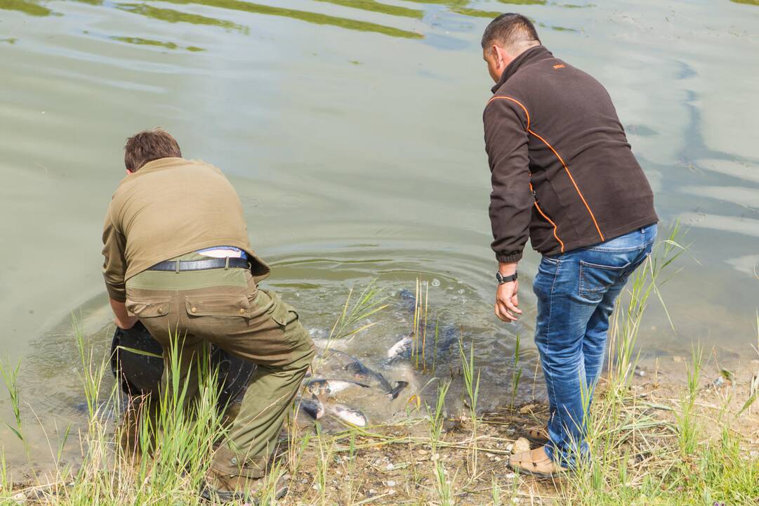 Į Kalniečių parko tvenkinį įleistos žuvys