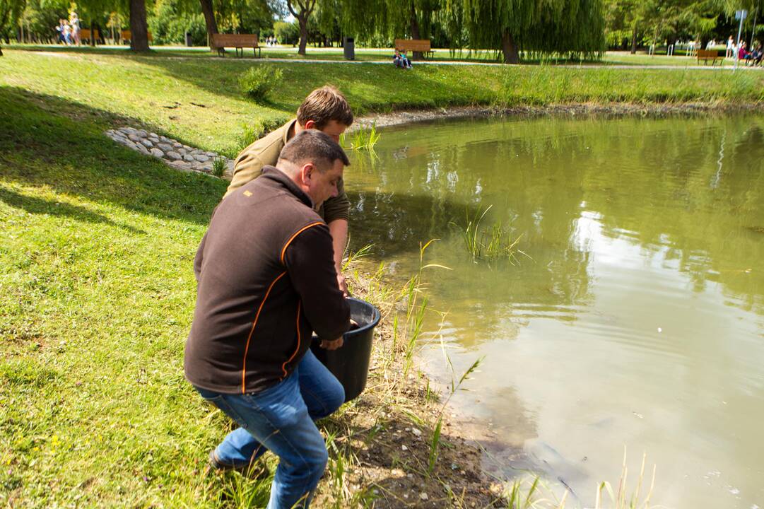Į Kalniečių parko tvenkinį įleistos žuvys