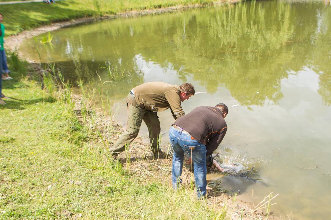 Į Kalniečių parko tvenkinį įleistos žuvys