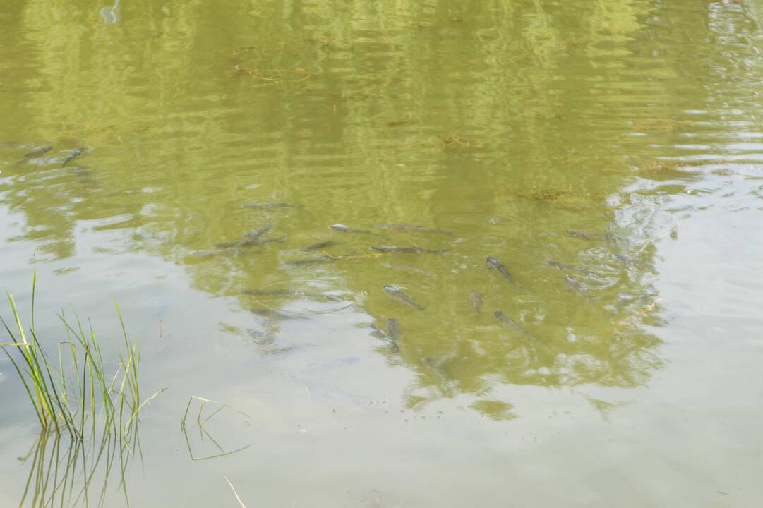 Į Kalniečių parko tvenkinį įleistos žuvys