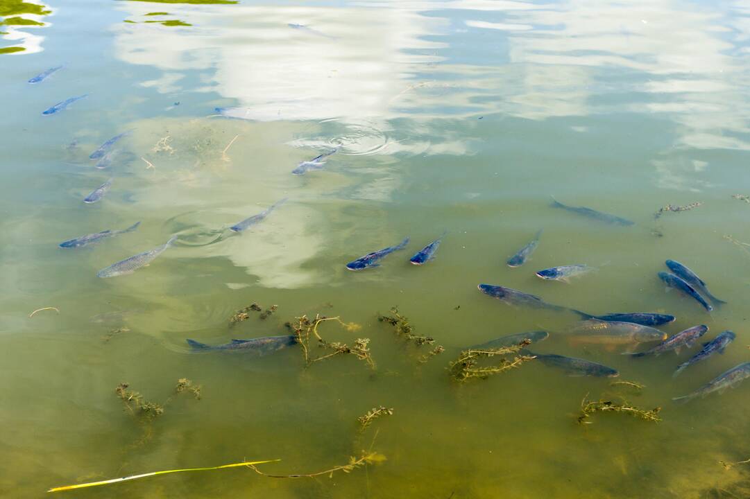 Į Kalniečių parko tvenkinį įleistos žuvys