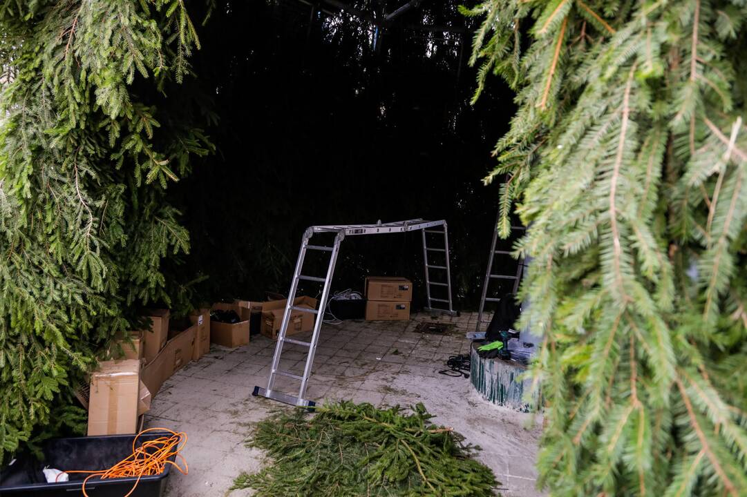 Kauno kalėdinės eglutės pristatymas
