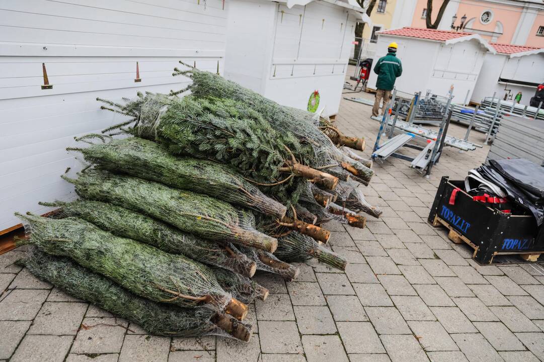 Kauno kalėdinės eglutės pristatymas