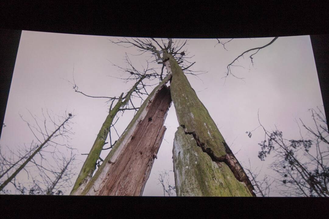 Kaune pristatytas laurus skinantis lietuviškas filmas „Rūgštus miškas“