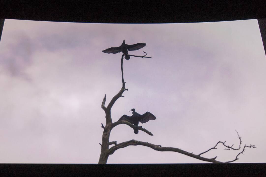 Kaune pristatytas laurus skinantis lietuviškas filmas „Rūgštus miškas“