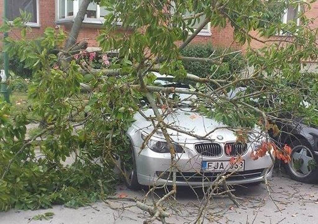 Žala: lipdamas į medį klaipėdietis užvirto ant šalia stovėjusio naujo BMW automobilio.