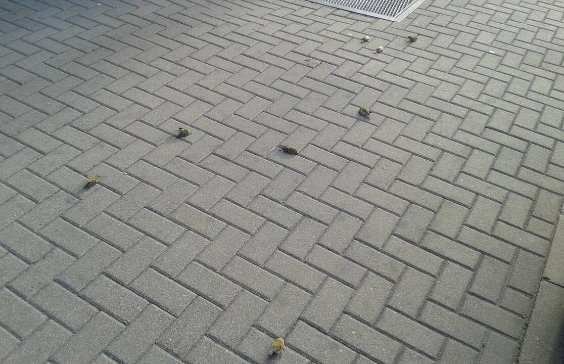 Miestiečius negyvi nykštukai pasitinka kone kiekvieną rytą.