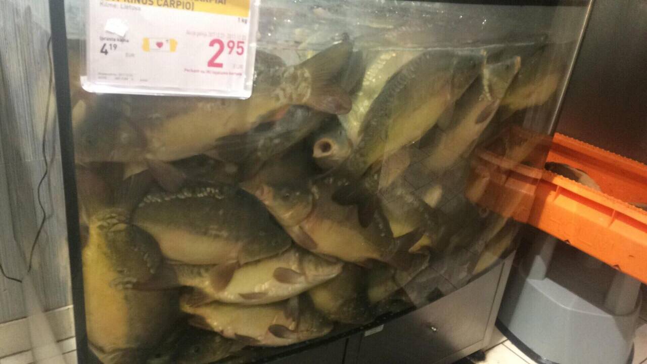 Aplaidumas: su nuolaida pardavinėtos gyvos žuvys „Iki“ parduotuvėje neatrodė patraukliai.