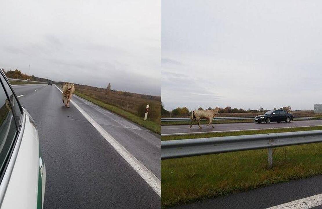 Neįtikėtina: automagistralėje blaškėsi bulius