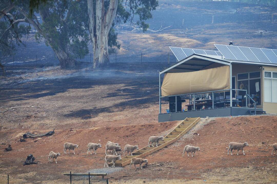 Pietų Australijoje nevaldomai plinta krūmynų gaisrai