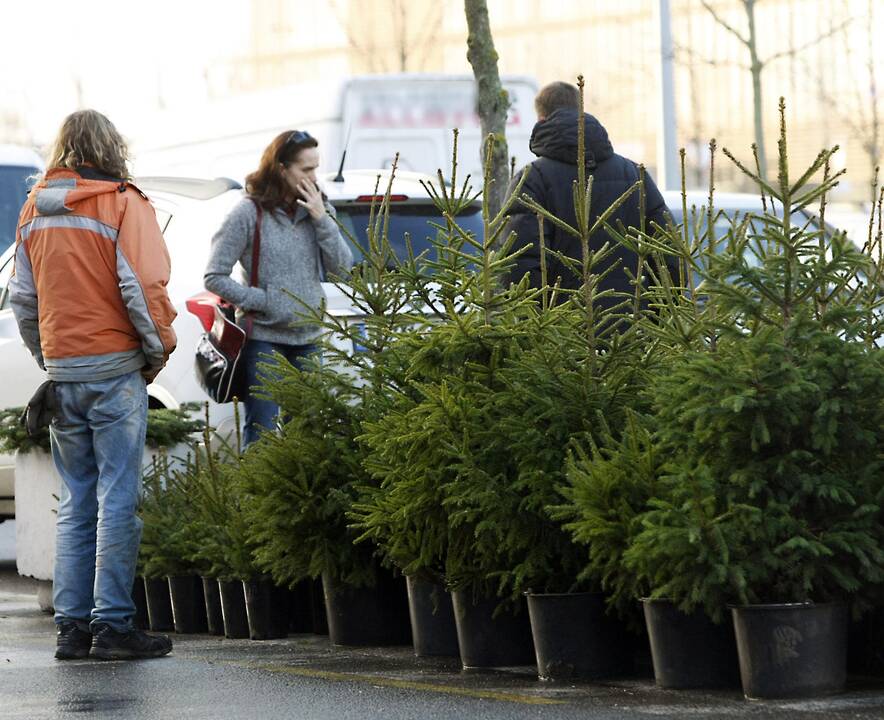 Latvijos eglučių augintojams – smūgis ir iš Rusijos