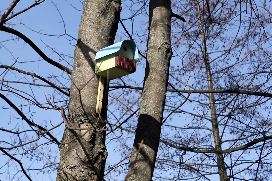 Klaipėdietę sužavėjo Danės pakrantės medžiuose pakabinti inkilai.