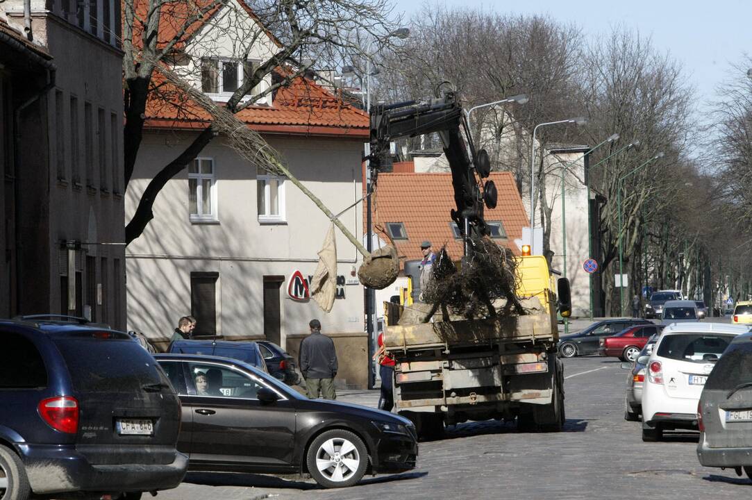 Želdiniai: I.Kanto gatvėje sodinami maždaug dviejų metrų aukščio lapuočiai.