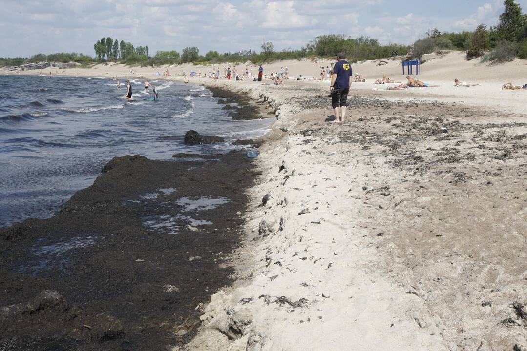 Vaizdelis: šiuo metu kelią į vandenį Melnragėje užstoja dumblių sankaupos.