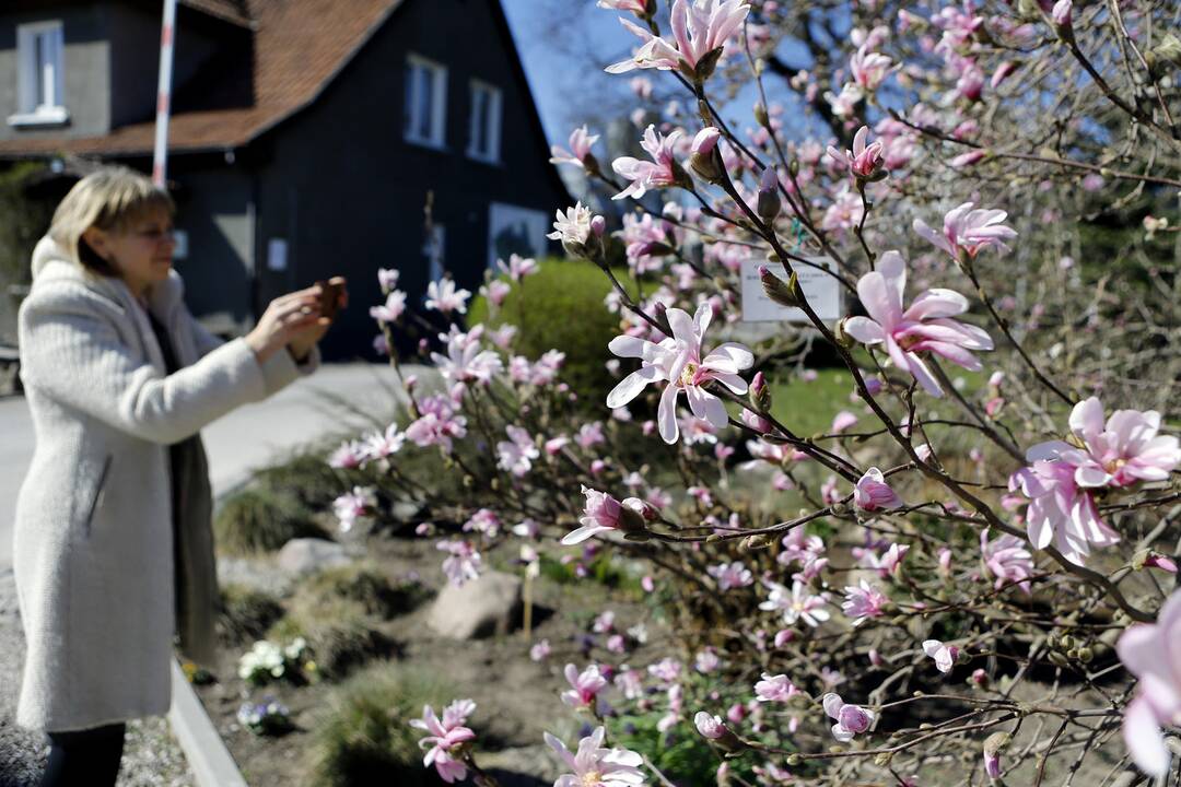 Vilionė: magnolijos yra bene dažniausiai fotografuojami ir nuostabą keliantys augalai.