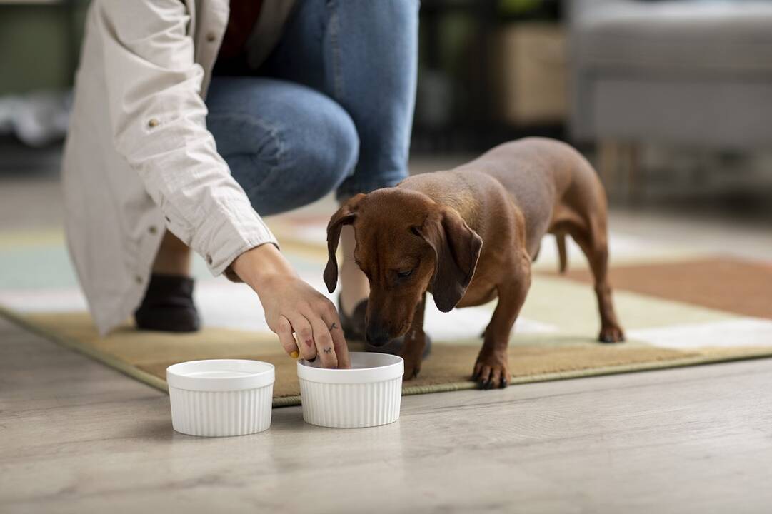 Veterinarai nerimauja: daugelis augintinių šeimininkų daro šią klaidą
