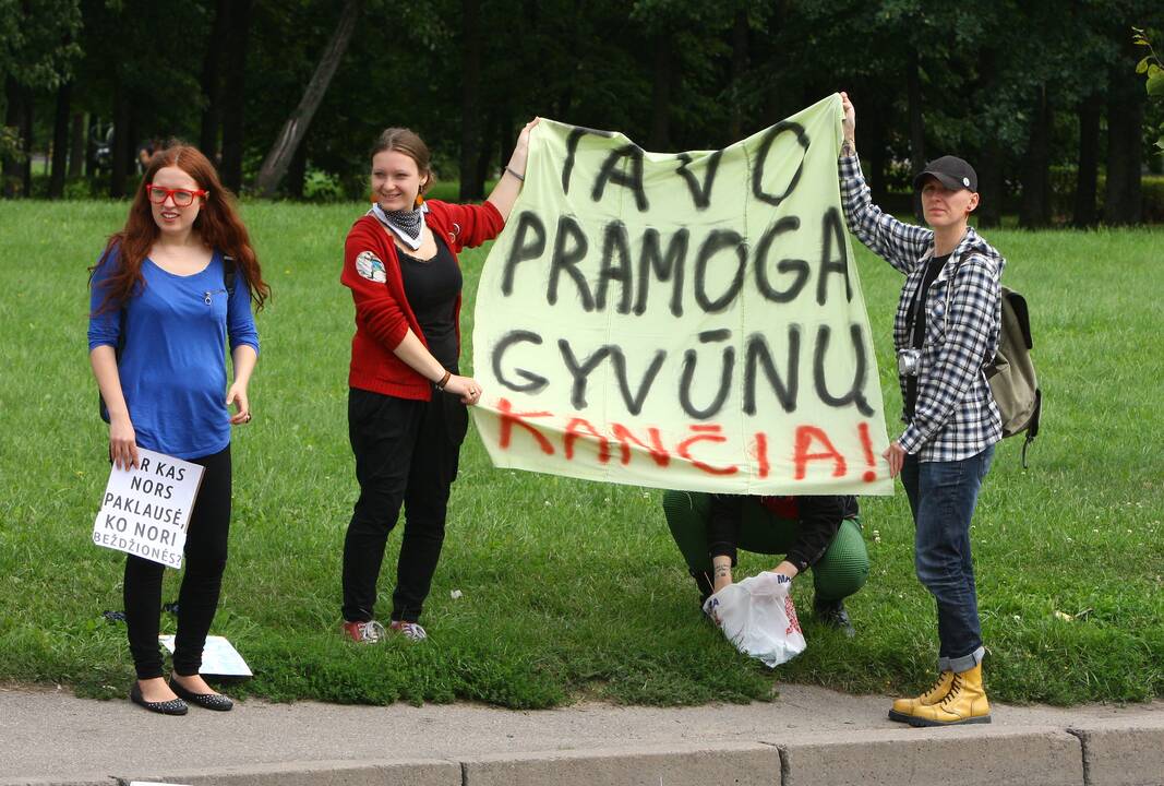 Sąsajos: kartu su artistais cirko vaidinimuose pasirodantys keturkojai nėra tik darbo įrankis.