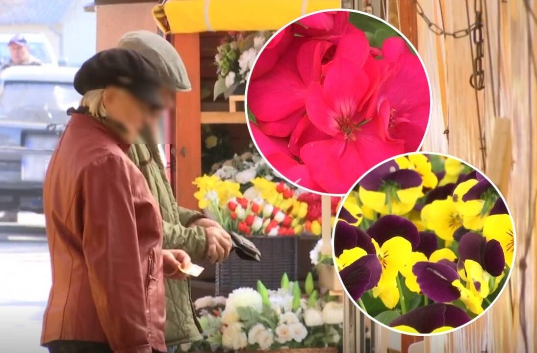 Turguje – pirmosios pražydusios gėlės: kaina nustebino gyventojus