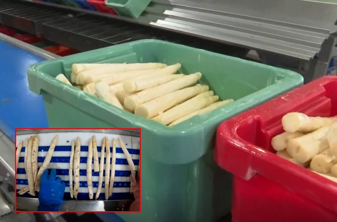 Prasideda „baltojo aukso“ sezonas: už kilogramą – 20 eurų?