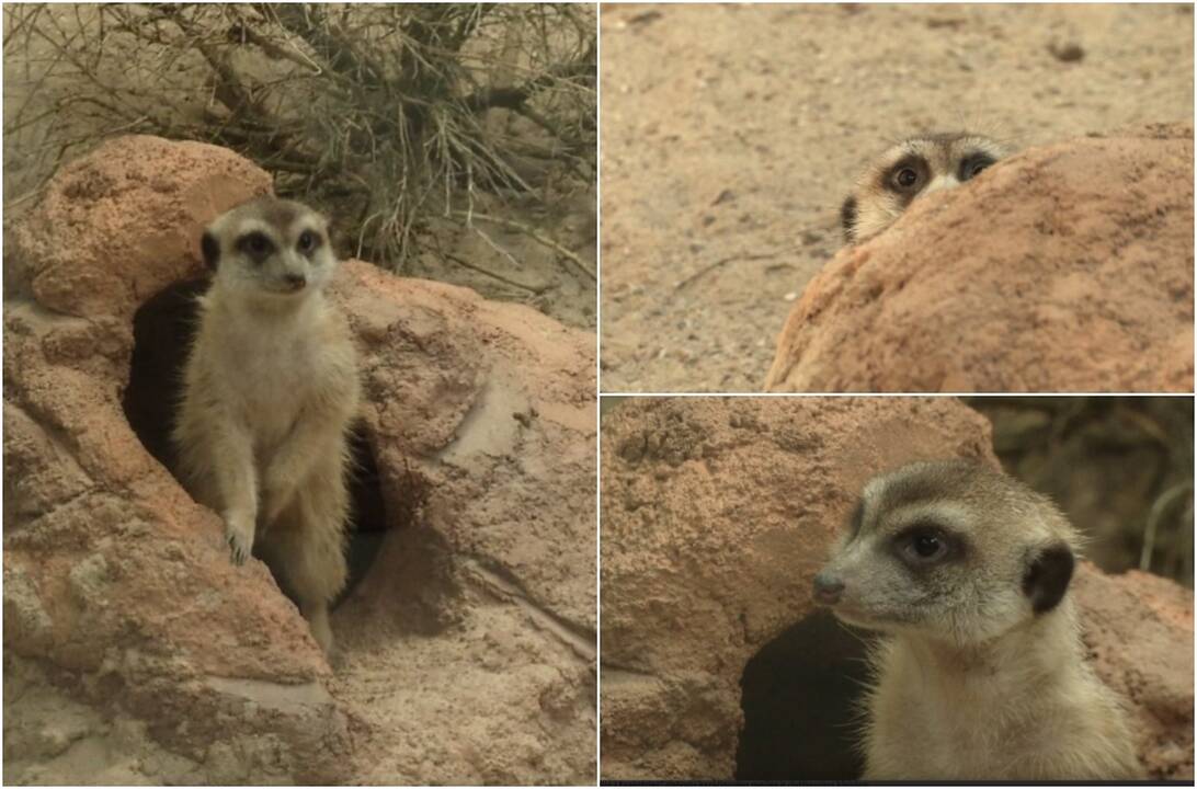 Į zoologijos sodą atvyko nauji gyventojai: jų meniu – išskirtinis