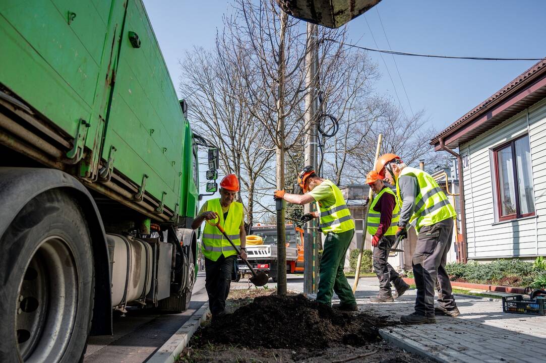 Žalias Kaunas – skirtingas miesto erdves praturtins šimtai medžių