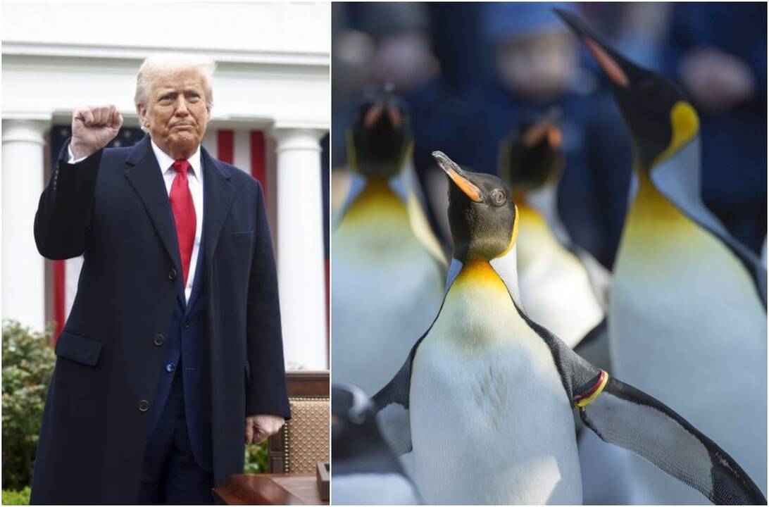 Trumpas paaiškino, kodėl apmokestino pingvinus