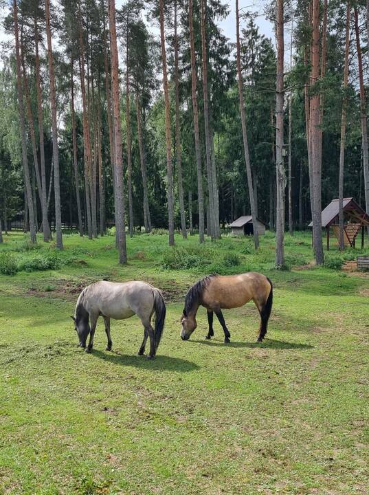 Erdvu: Lakštingalų slėnis, 2,9 ha plotą užimanti stovyklavietė ant Akmenos upės kranto, – puiki vieta poilsiui.
