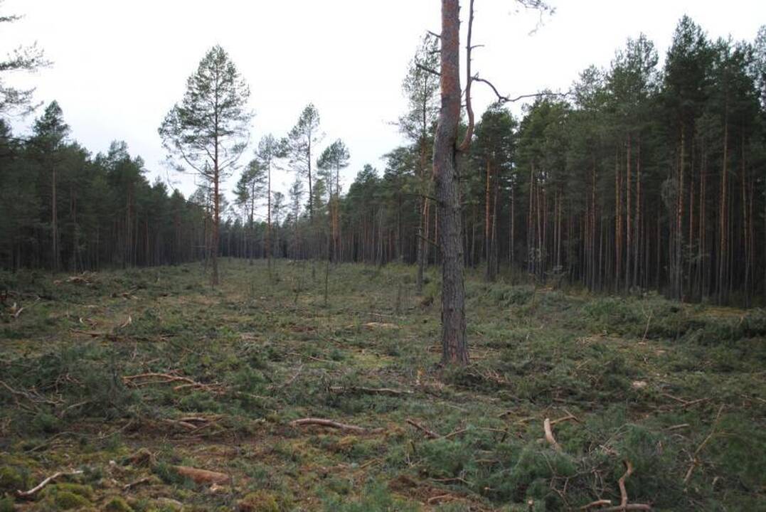 Neteisėtai iškirstas pušynas pažeidėjams atsieis 2 mln. litų