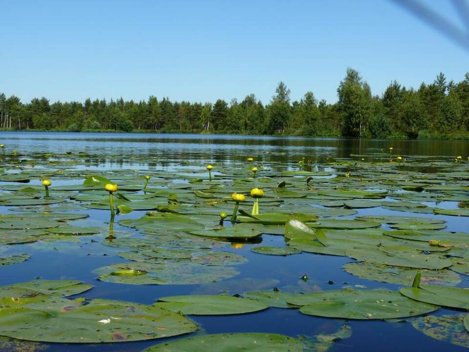 Joniškio rajone per pelkę baigiamas įrengti pažintinis takas