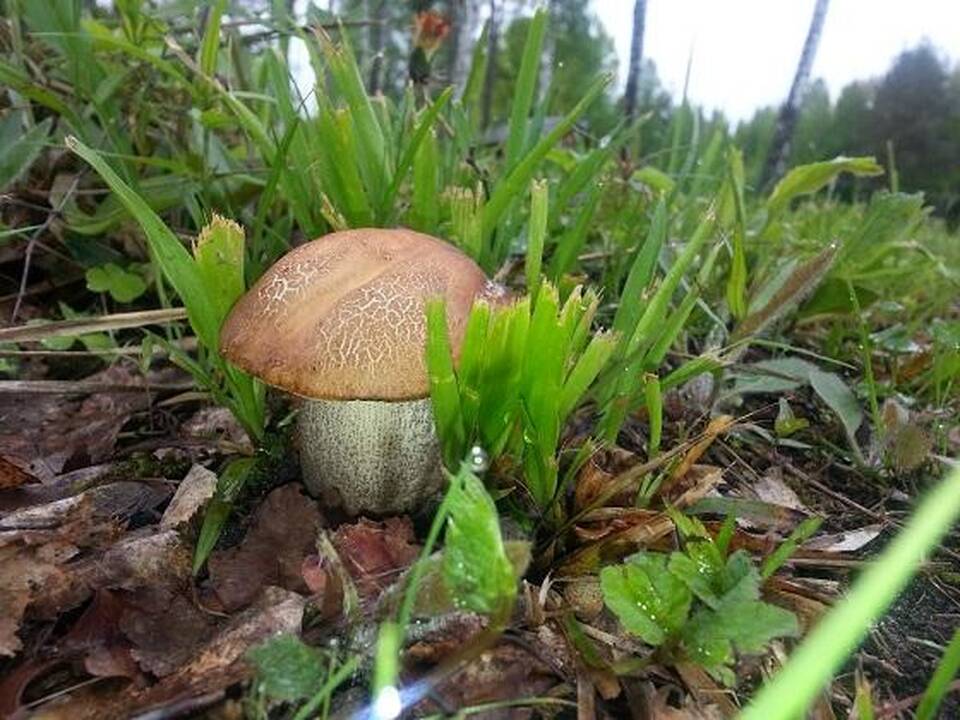 Lietuvos miškuose pasirodė pirmieji raudonikiai