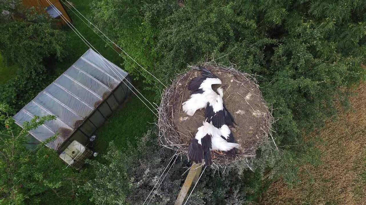 Žiauru: Kazlų Rūdos gyventojas iššaudė trijų gandrų šeimyną